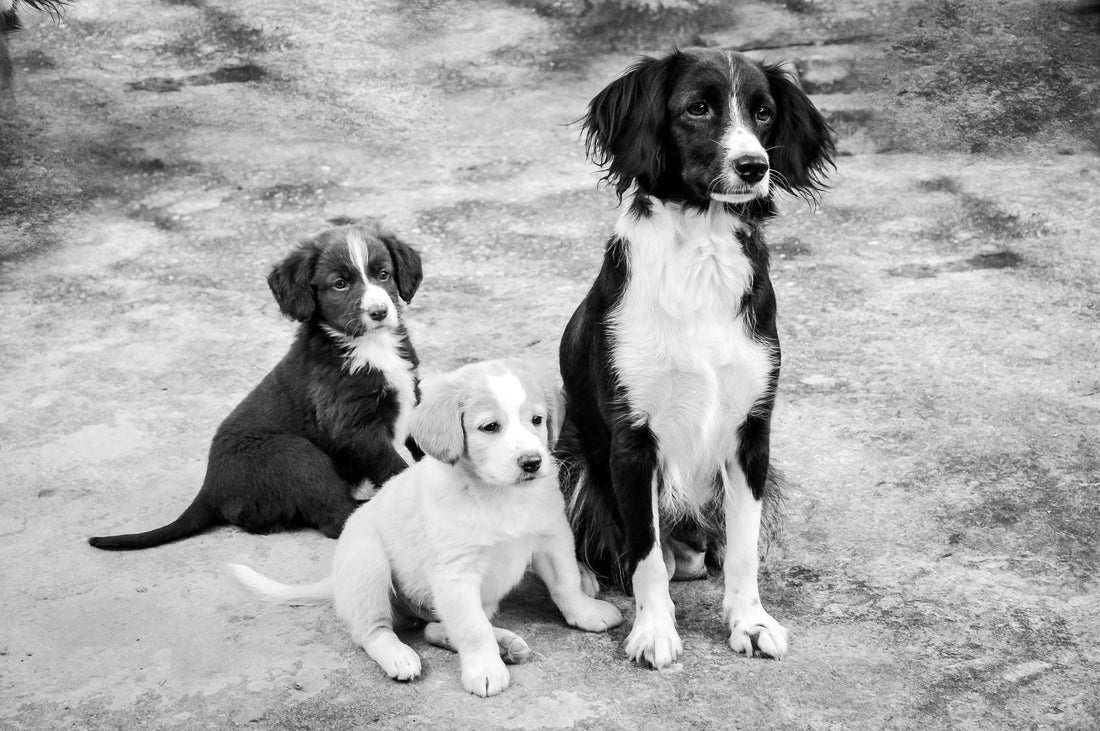 Cats, Dogs, Fish, and Grinder Pumps: What Every Pet Owner in the Capital Region Needs to Know